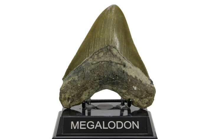 Serrated, Fossil Megalodon Tooth - North Carolina #378023